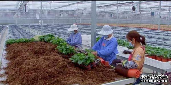 泰州现代园艺科技产业示范园：特色花海绽放“美丽经济”