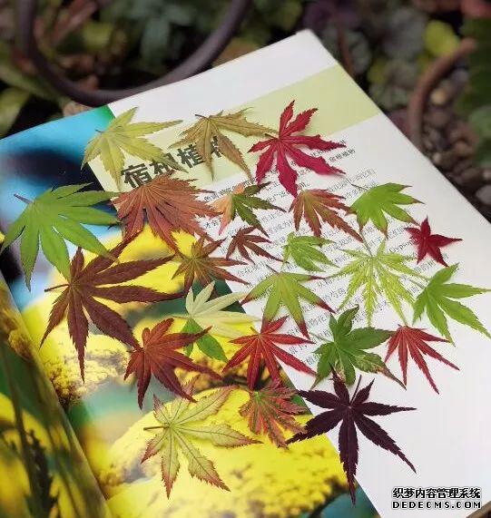 现代园艺_园艺现代化邱栋梁_园艺现代诗