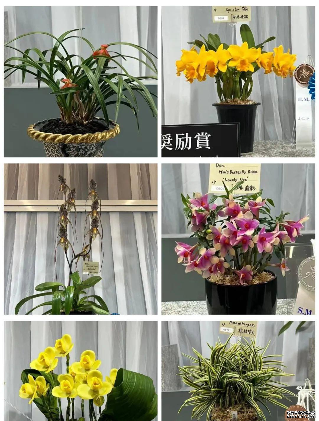 趣味园艺梅pdf_趣味园艺是什么_趣味园艺