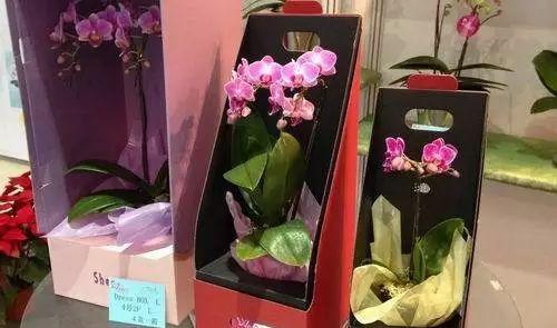 园艺家庭农场_家庭园艺包括哪些内容_家庭园艺