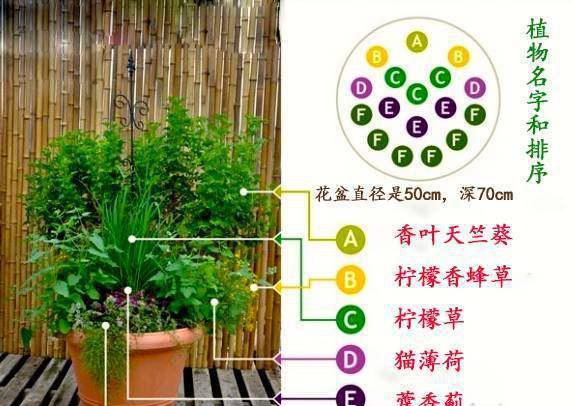 家庭园艺包括哪些内容_园艺家庭农场概念是什么_家庭园艺