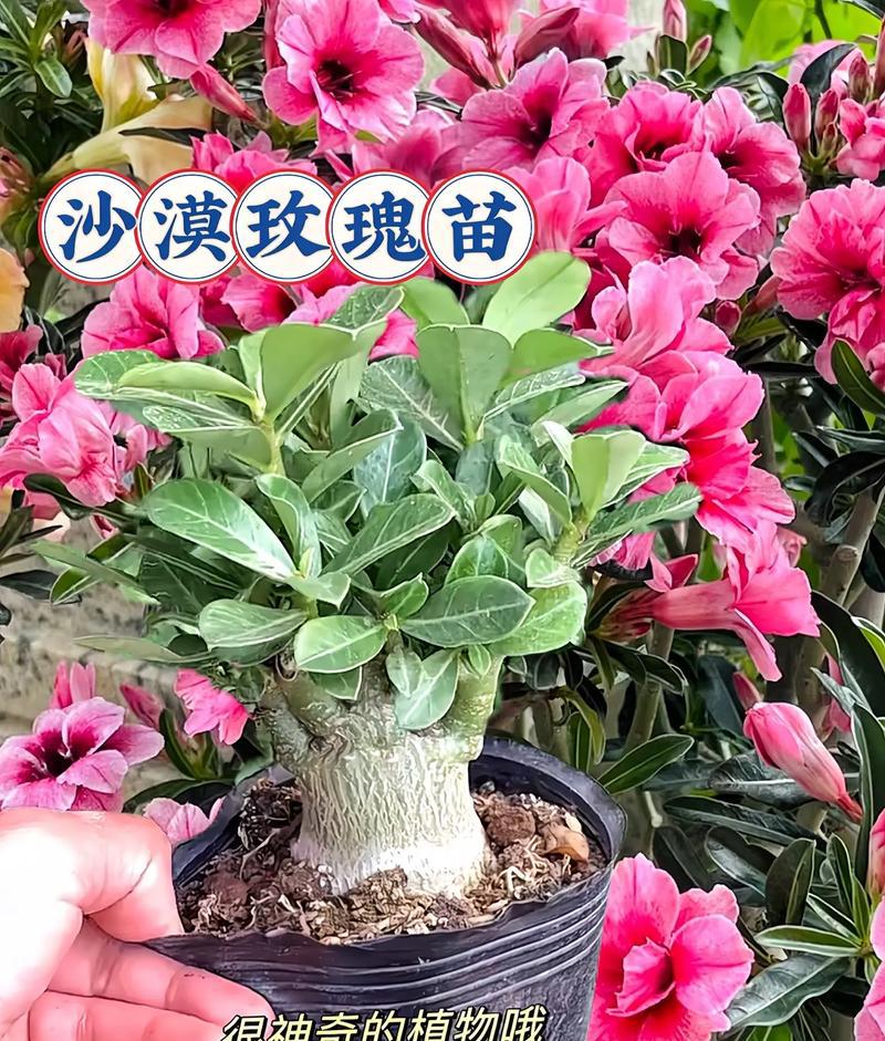 园艺花卉_花卉园艺师证书_花卉园艺师