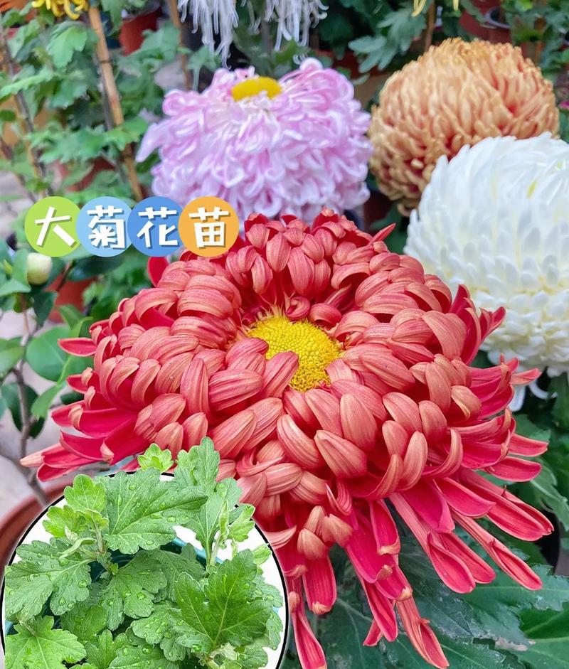 花卉园艺师证书_园艺花卉_花卉园艺师