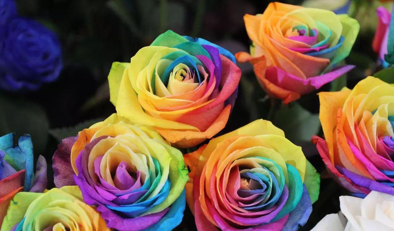 花卉园艺取名大全_园艺花卉_花卉园艺师是干什么的