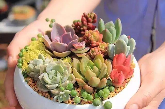 花卉园艺取名大全_园艺花卉_花卉园艺师是干什么的