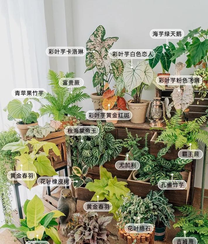 园艺家庭农场概念是什么_家庭园艺_家庭园艺包括哪些内容