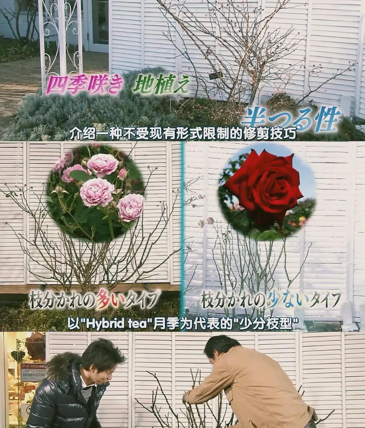 懒人月季修剪法，学会这样剪，来年