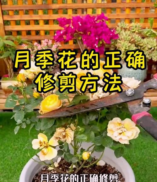 趣味园艺_趣味园艺是什么_趣味园艺梅