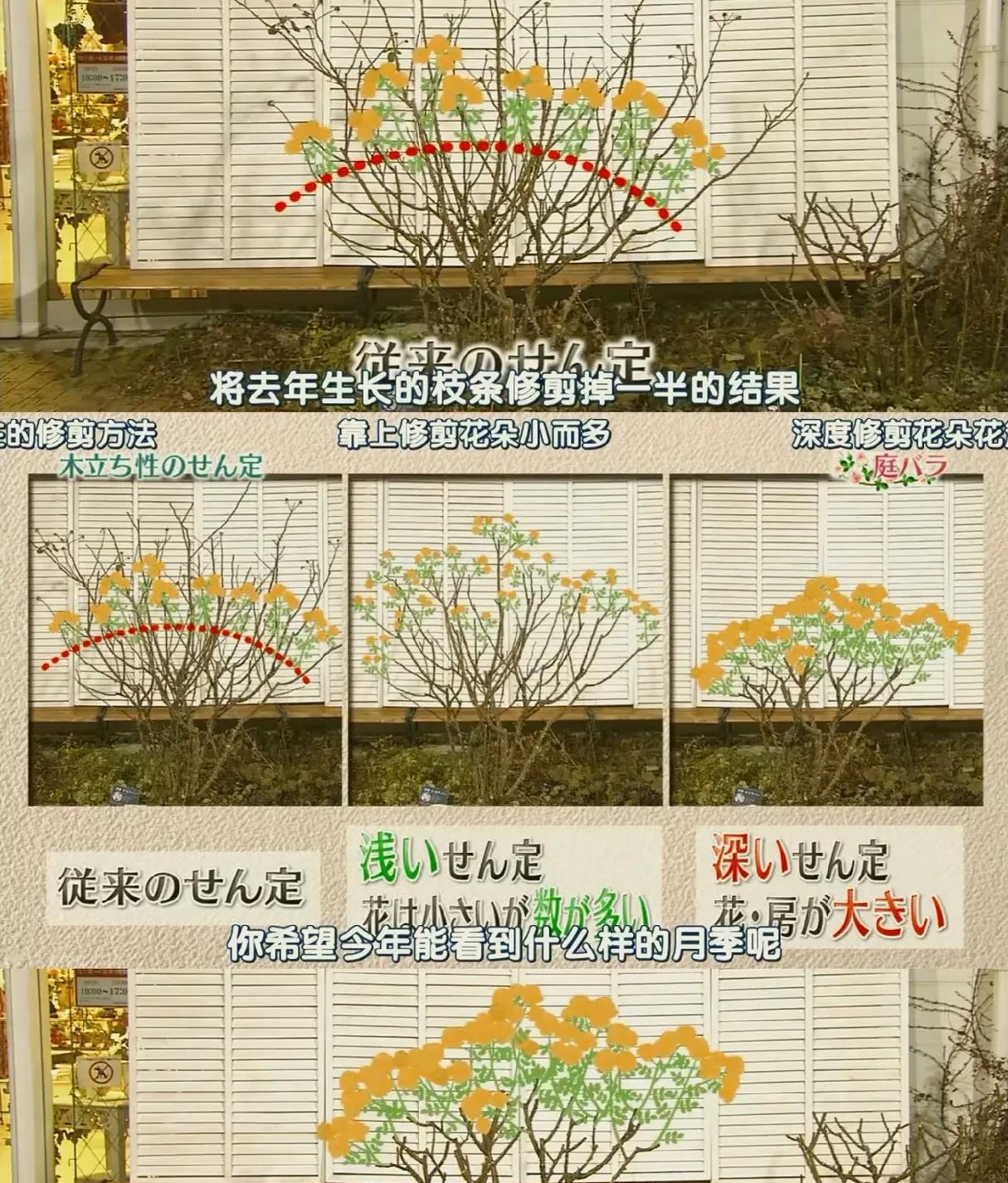 趣味园艺梅_趣味园艺_趣味园艺是什么