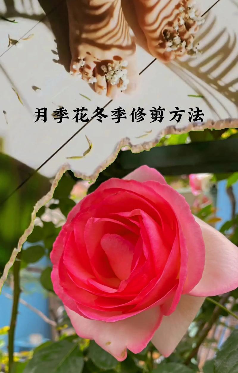趣味园艺梅_趣味园艺是什么_趣味园艺