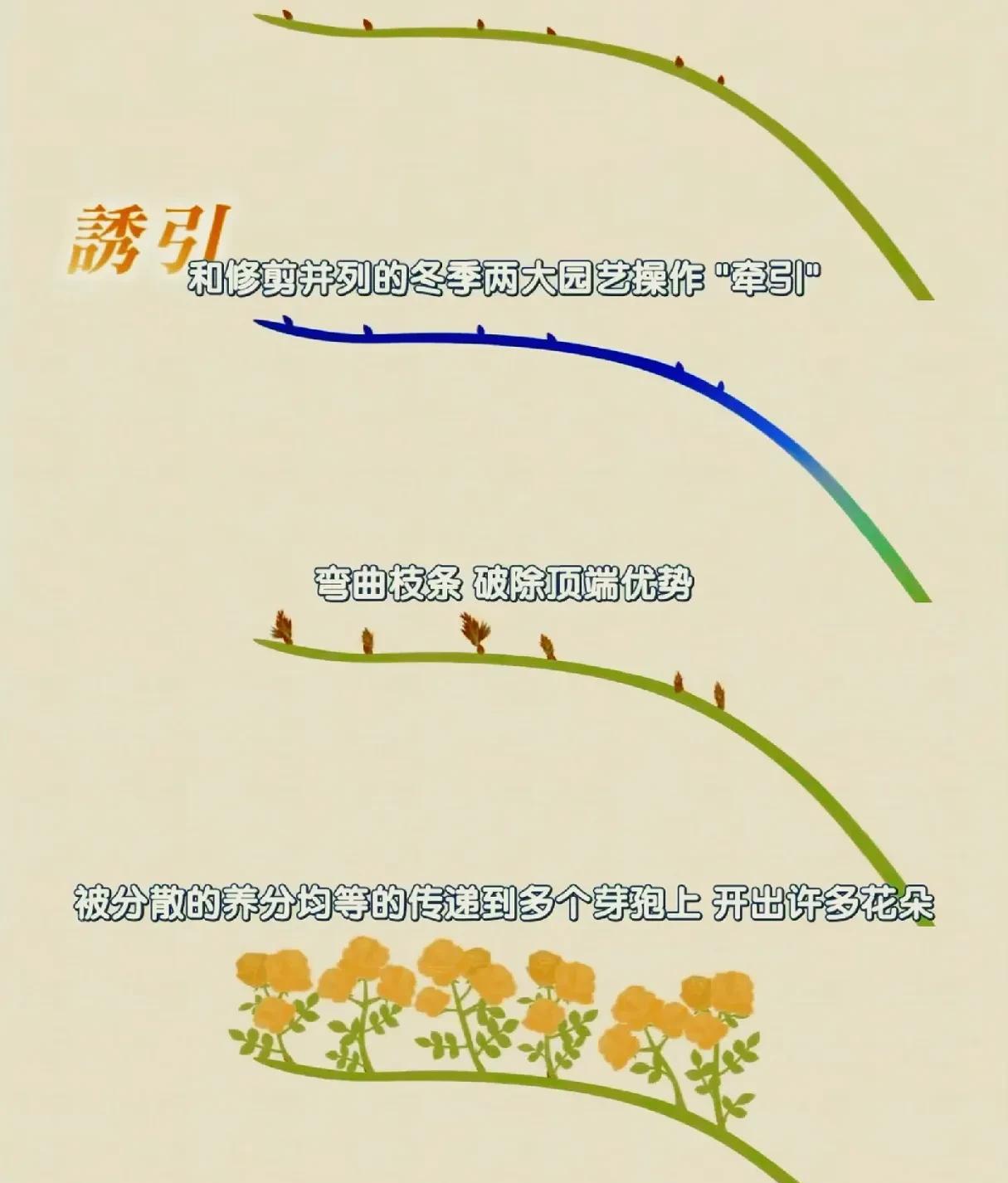 趣味园艺梅_趣味园艺是什么_趣味园艺
