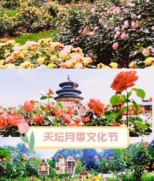 趣味园艺_趣味园艺大学生选修课_趣味园艺梅