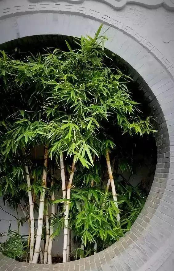 园艺设计专业_园艺设计_家庭园艺设计