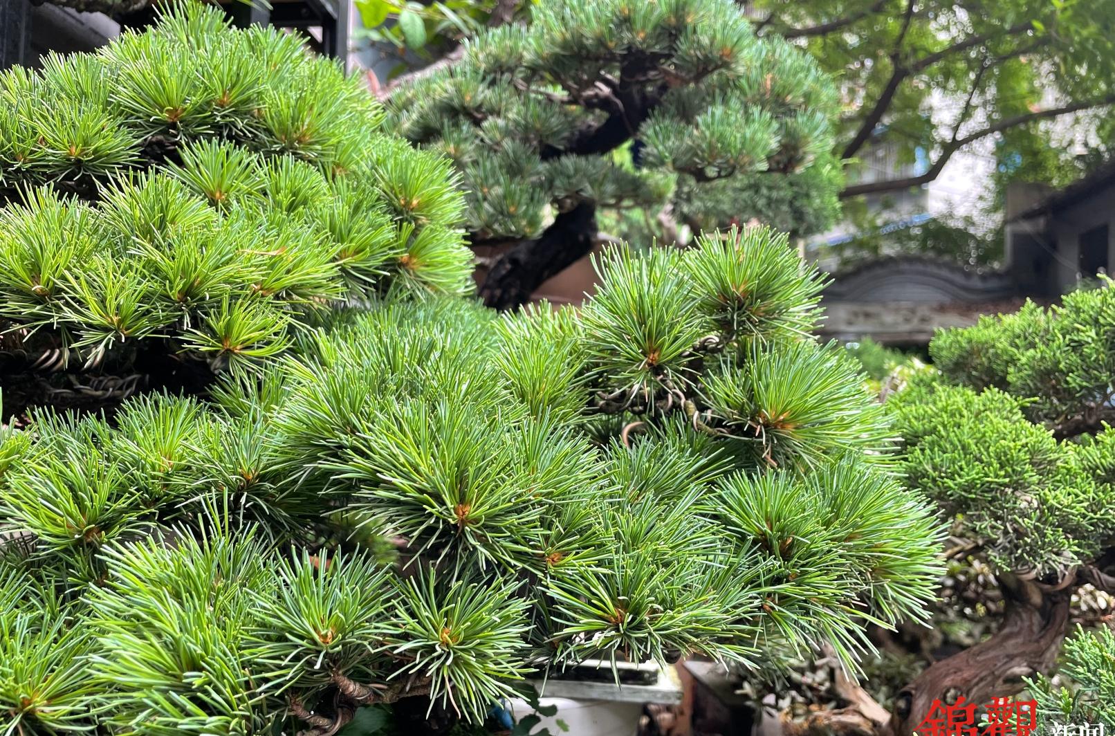 园艺家庭农场_园艺家庭的出身背景_家庭园艺