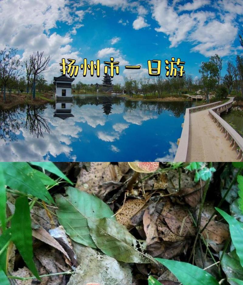 园艺博览会_园艺博览会几年一次_园艺博览会2020