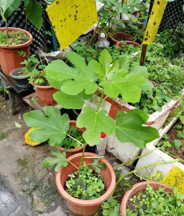园艺专业就业方向_园艺专业考研院校排名_园艺专业