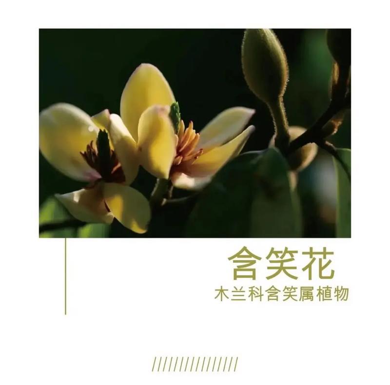含笑花的品种与资料