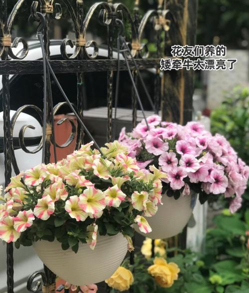 家庭园艺类型_园艺家庭的出身背景_家庭园艺