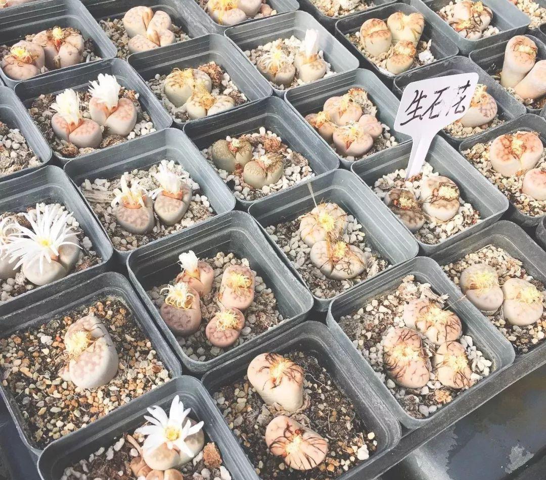 趣味园艺梅pdf_趣味园艺淘宝店_趣味园艺