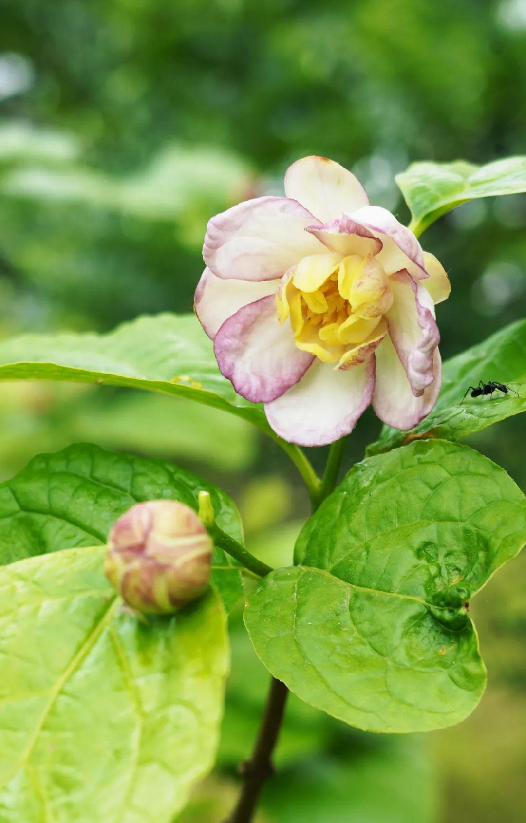 夏日“蜡梅” ，心动一夏丨笺草释木