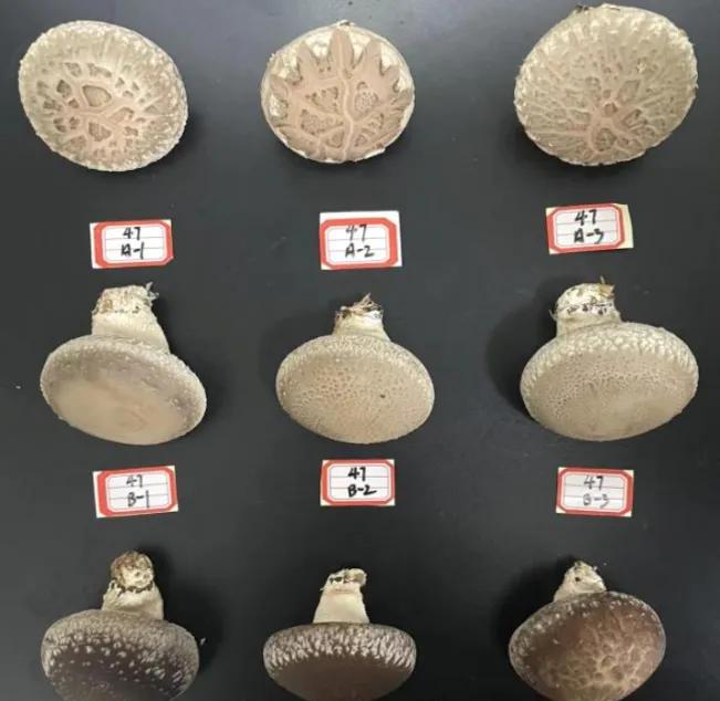 园艺学报是什么水平_园艺学报格式要求_园艺学报