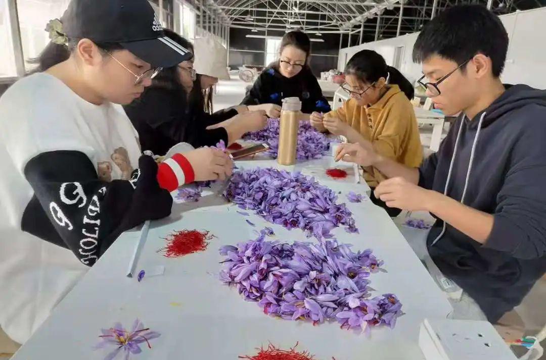 园艺技术属于什么大类_园艺技术_园艺技术毕业后从事什么职业