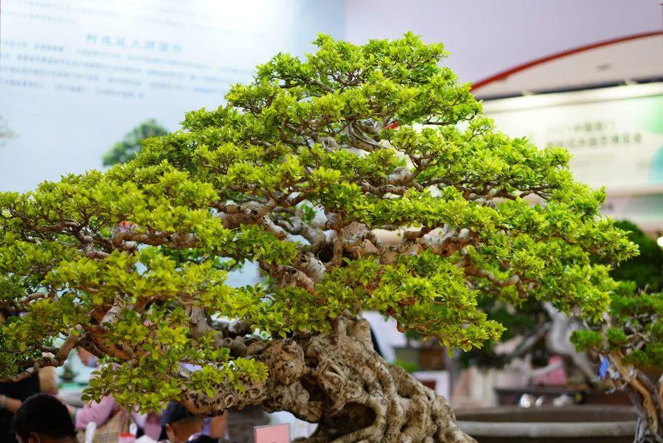 园艺博览会在哪_园艺博览会是干嘛的_园艺博览会