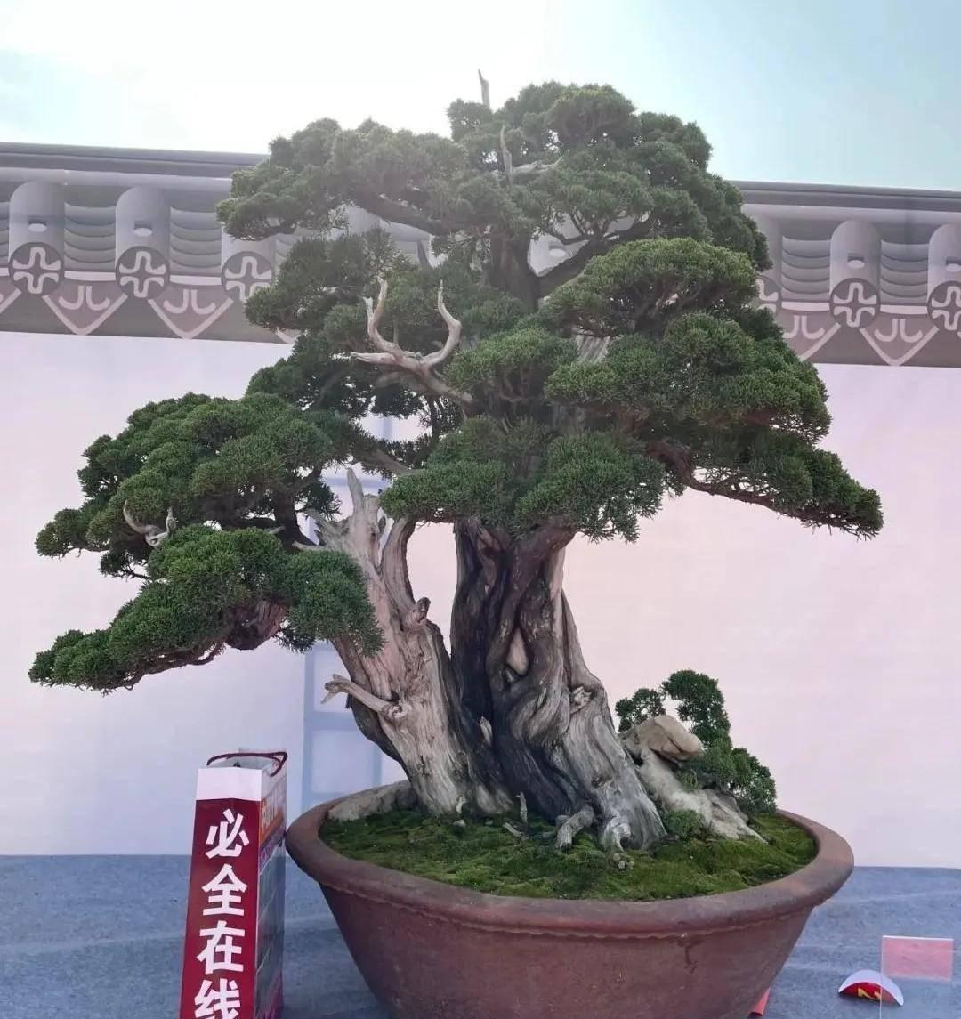园艺家庭的出身背景_家庭园艺_家庭园艺类型