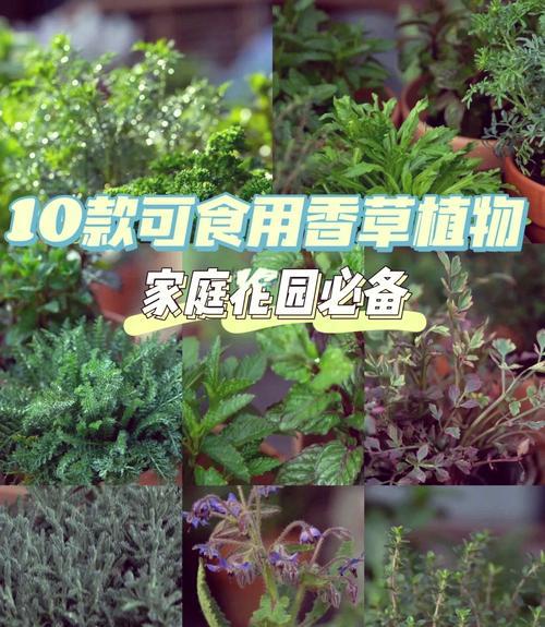 家庭园艺种植类型和常用花卉和香草品种选择