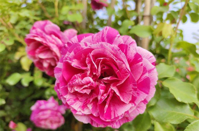 家庭园艺种植类型和常用花卉和香草品种选择(图2)
