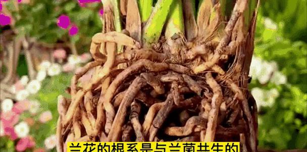 现代园艺技术_现代园艺_园艺现代诗