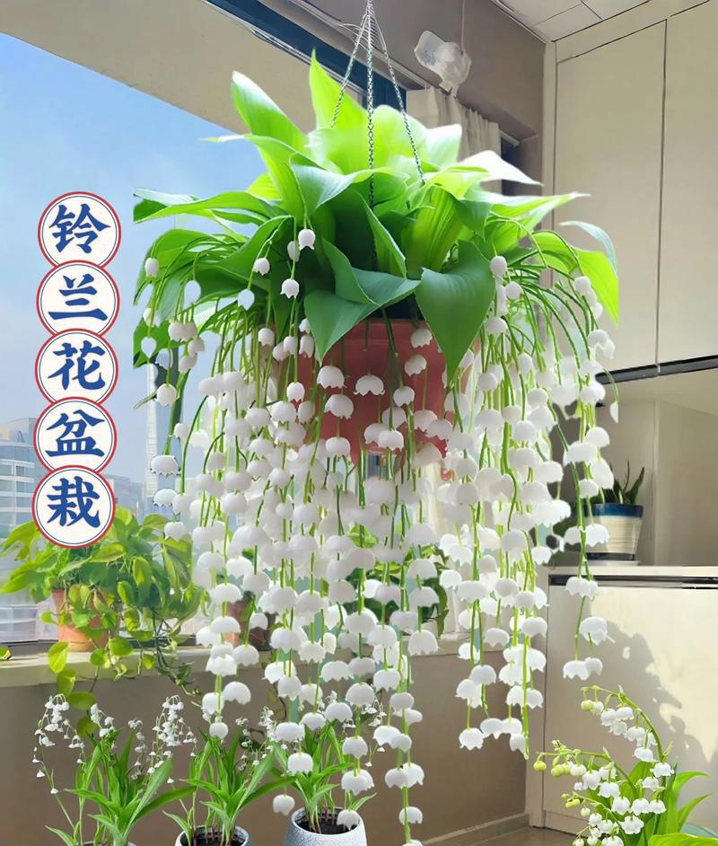 最值得入手的盆栽花，四季开花不停，漂亮又芳