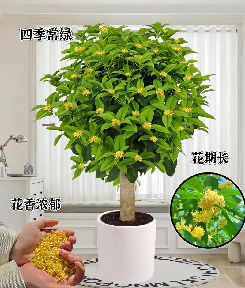花卉园艺名称_园艺花卉_花卉园艺工三级有用吗
