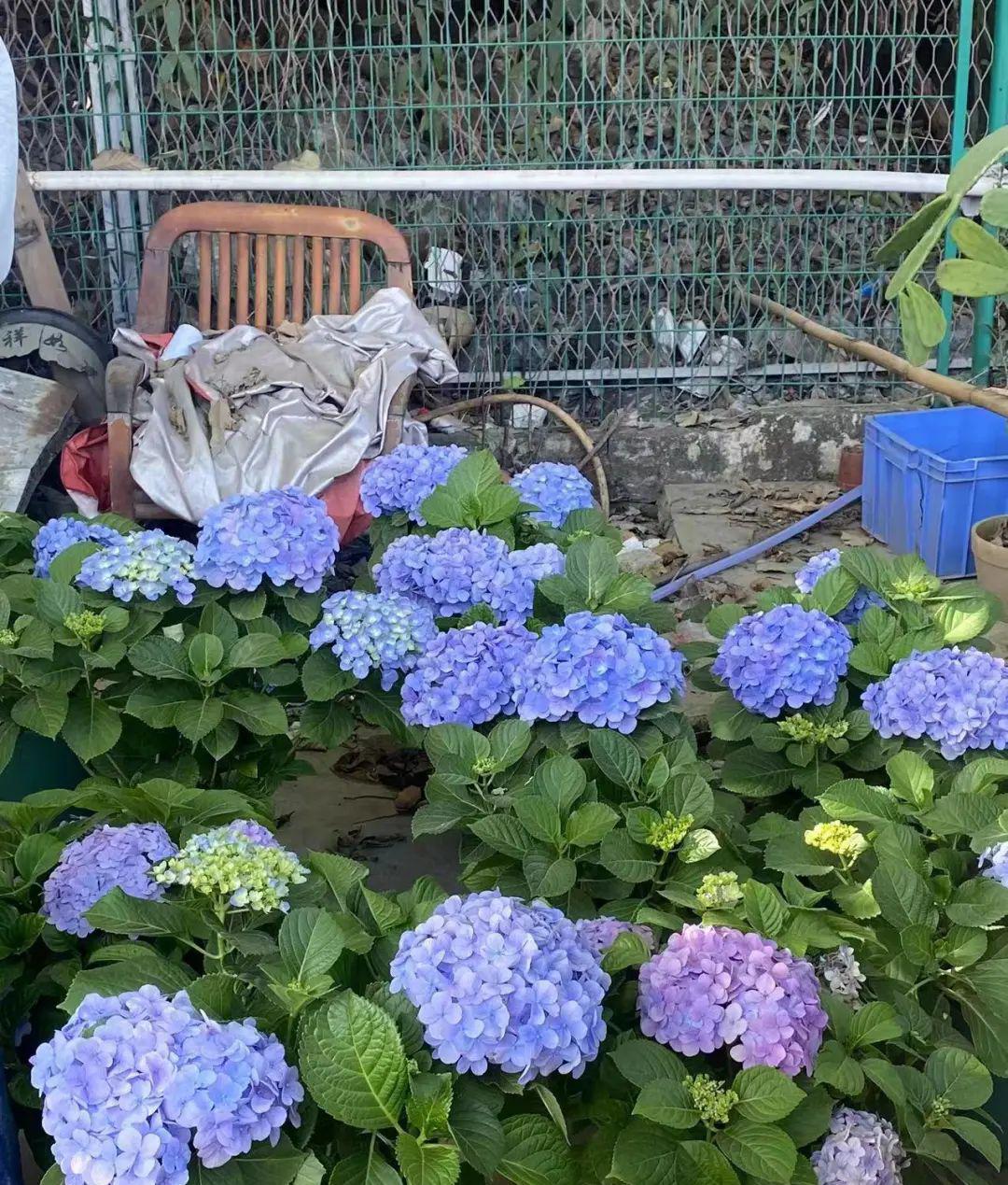 园艺花卉_园艺花卉杂志_花卉与园艺