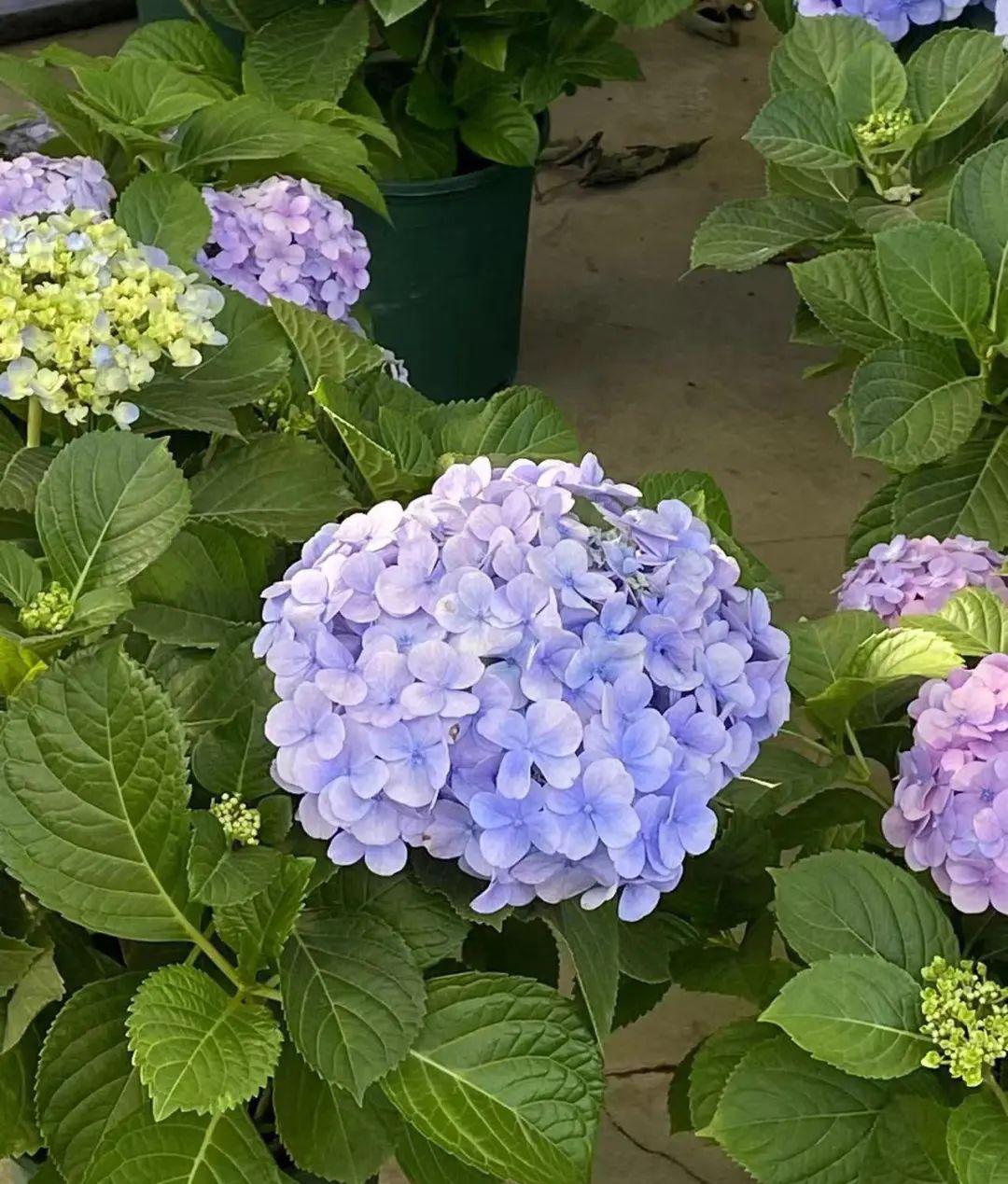 园艺花卉_园艺花卉杂志_花卉与园艺