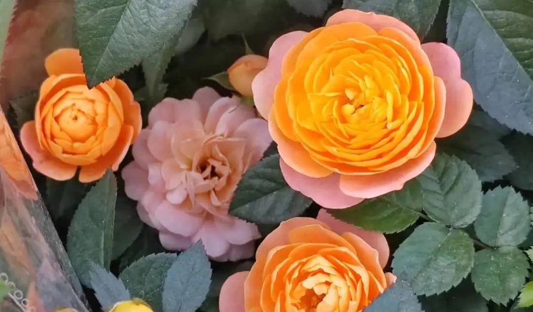 园艺花卉杂志_园艺花卉_花卉与园艺