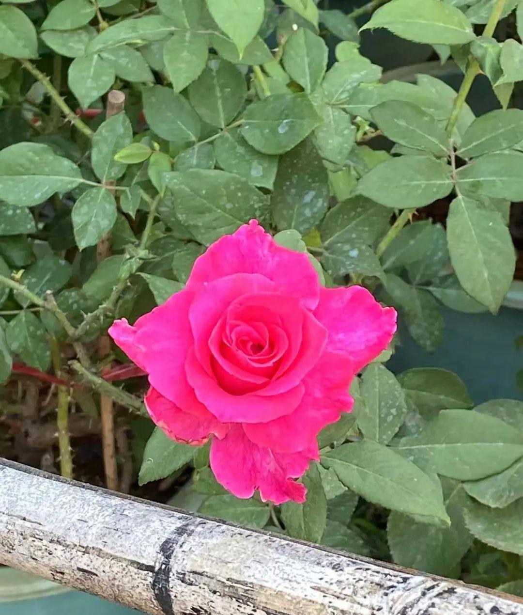 园艺花卉_园艺花卉杂志_花卉与园艺