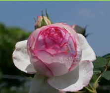 园艺花卉_园艺花卉杂志_花卉与园艺
