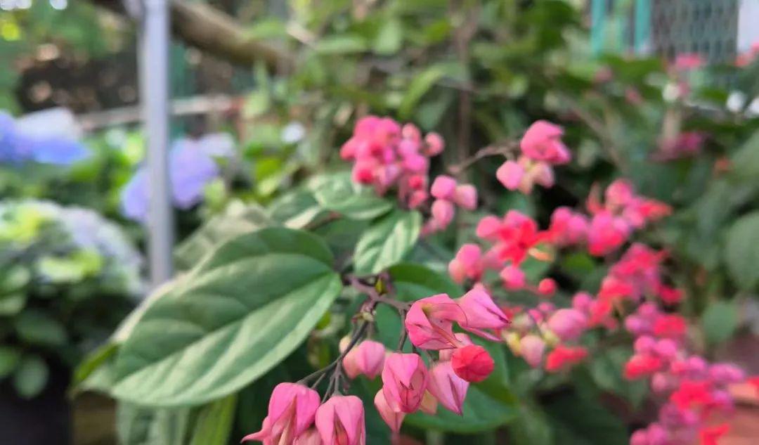 花卉与园艺_园艺花卉_园艺花卉杂志