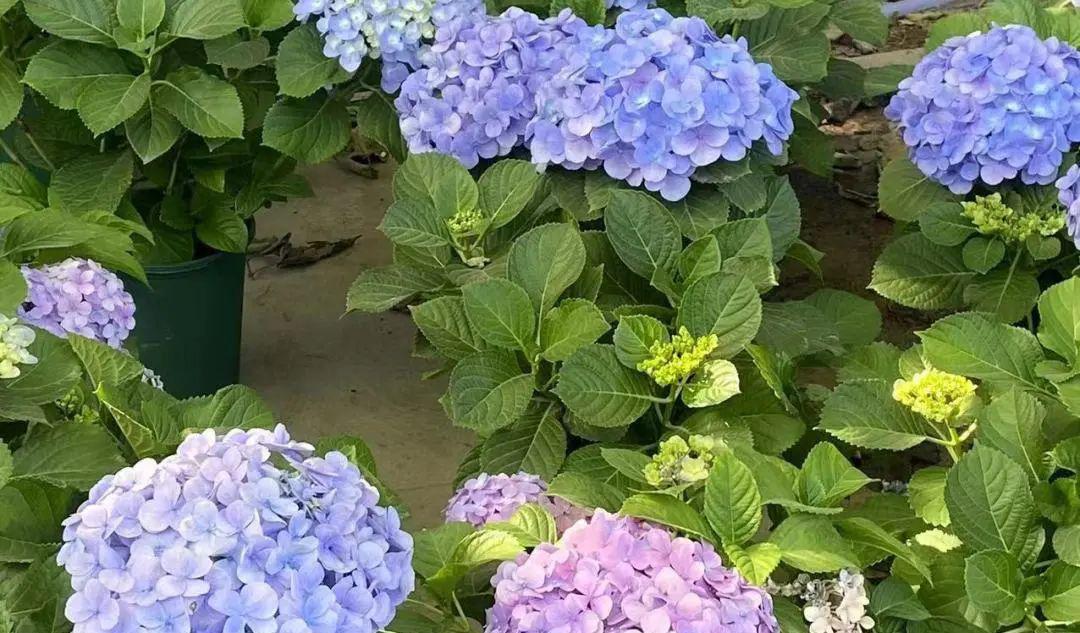 园艺花卉_花卉与园艺_园艺花卉杂志